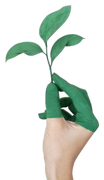 hand helding a small growing plant